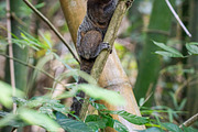 Brazilian Marmoset in the Forest, an Animal Photo by HiLine (Thumbnail 8 of 11)