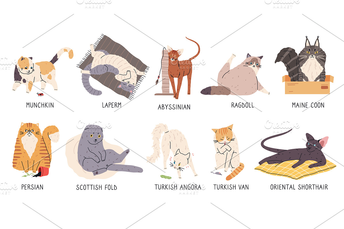 Cat breeds. Different coat colors, an Animal Illustration by YummyBuum