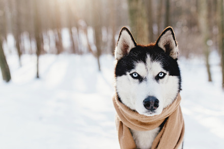 Husky with scarf in snowy forest, an Animal Photo by Lenor4ik