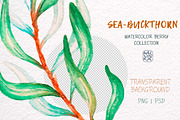 Sea-buckthorn, watercolor collection, an Illustration by Mallinka (Thumbnail 8 of 11)