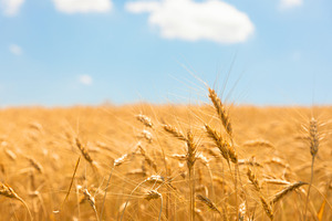 Close-up view of golden wheat ears swaying in a sunny field unde, an Industrial Photo by Ales Munt