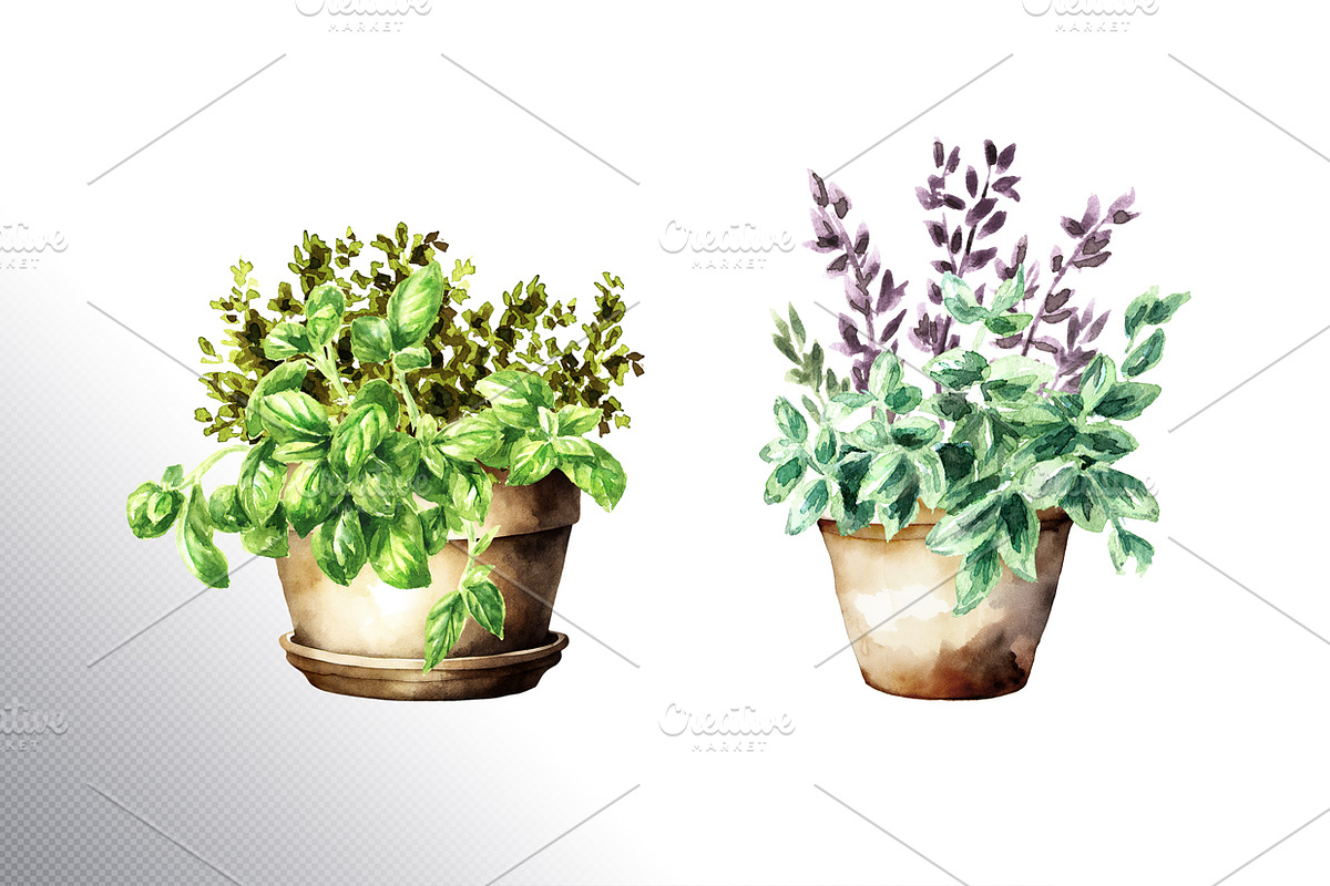 Kitchen Herbs. Watercolor collection, a Healthcare Illustration by Daria Ustiugova (Photo 6 of 9)