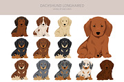 Dachshund longhaired clipart, an Animal Illustration by pet design shop (Thumbnail 3 of 10)