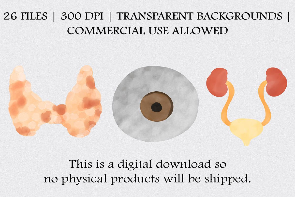Watercolor Human Anatomy Clipart Set, an Illustration by CropUp Creative (Photo 4 of 4)