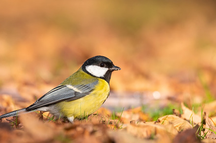 Great tit close up ( Parus major )., an Animal Photo by AlexBush