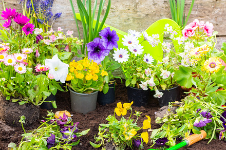 Spring garden decoration with flower, a Nature Photo by Pandateam