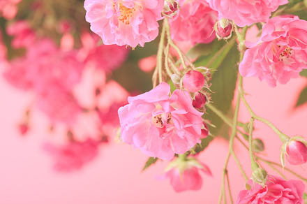 Pink roses containing abstract, aroma, and art, a Nature Photo by oksix