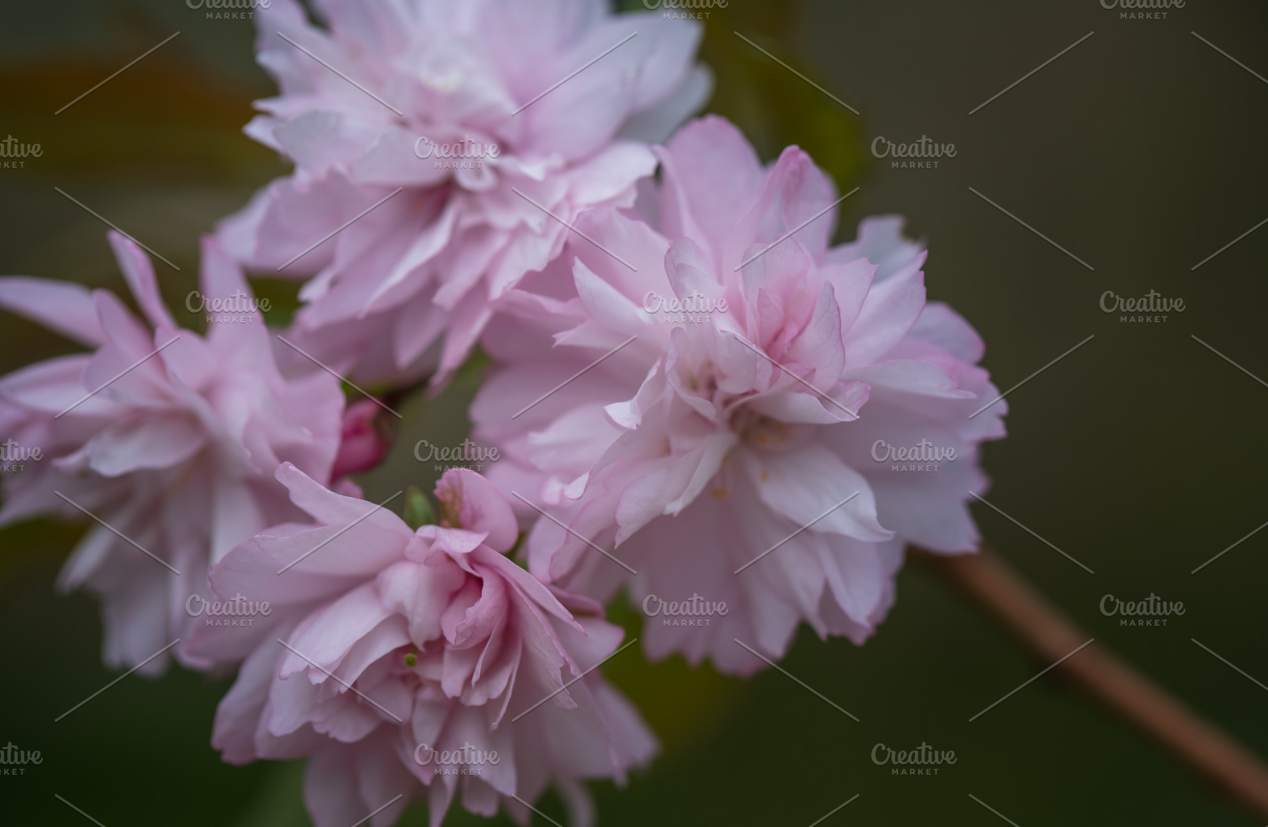 Sakura flowers close - up in spring, a Nature Photo by J&M Diversity