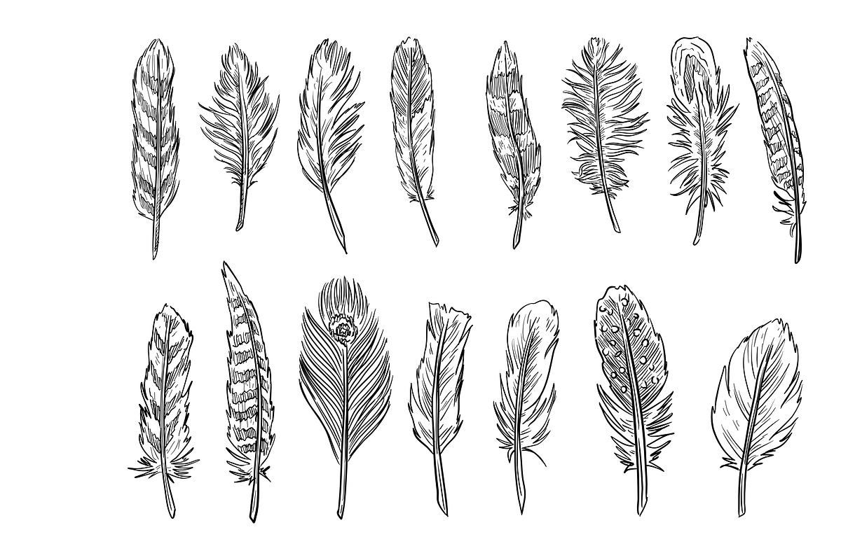 feather handdrawn collection, an Object Graphic by nikagraphic