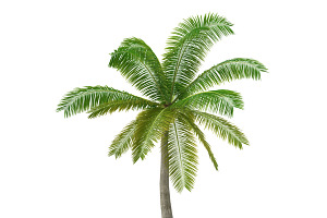 Palm