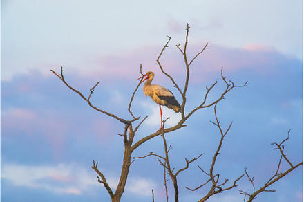 Stork stays on dead tree 2, an Animal Photo by Designer's best friend