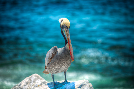 Pelicans on the Pacific coast, a Photo by Pictures for you!!!!!!!!!