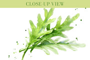 Watercolor Vegetables Set PNG, an Object Graphic by Elena Naumchenkova (Thumbnail 5 of 6)