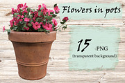 Flowers in pots, a Photo by Tempera (Thumbnail 1 of 2)