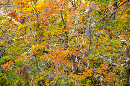 Trees of tierra del fuego park, ushuaia, argentina, a Nature Photo by DanFLCreativo