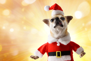 Chihuahua dog Santa Claus with golden bokeh background and spark, a Holiday Photo by Davizro's Market