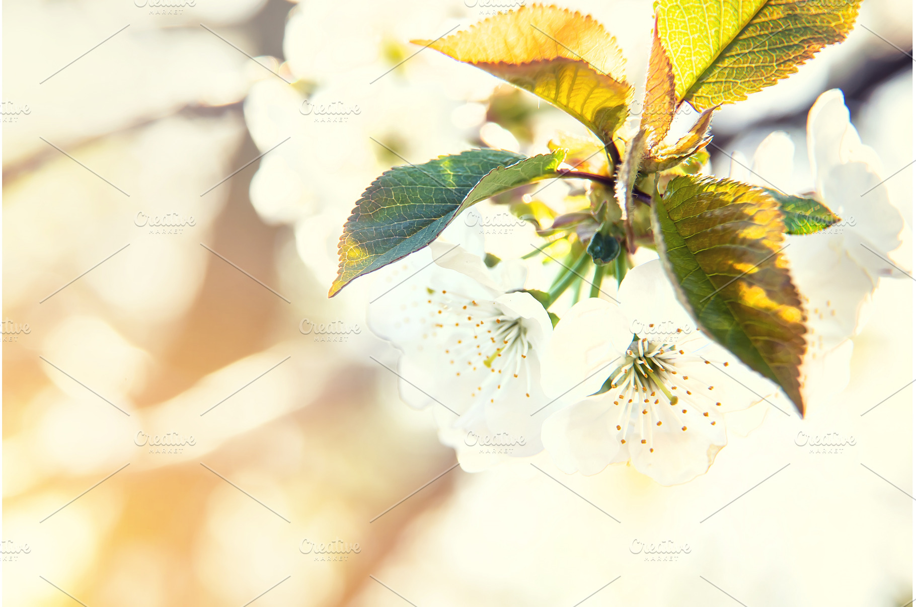 Flowering tree branches in spring, a Nature Photo by yanadjana