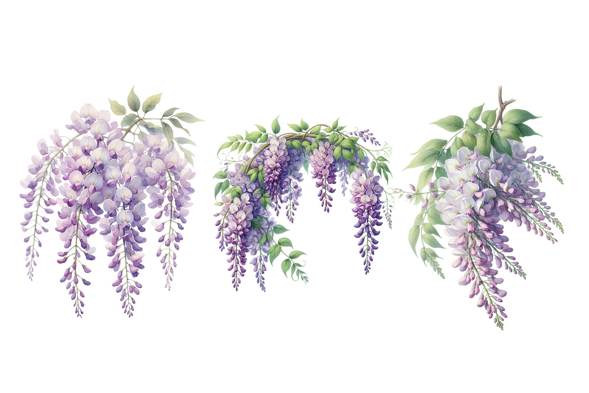Wisteria Floral Garden Clipart, an Illustration by Designworld (Photo 4 of 5)