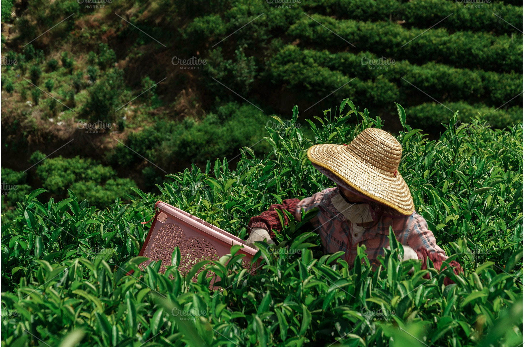 Tea Planting in Beautiful and Lush, a Nature Photo by Media Whale Stock