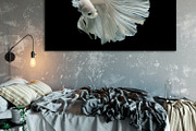 100 Photos of The Siamese Betta fish, an Animal Photo by coffeelover (Thumbnail 3 of 12)