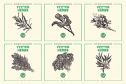 VECTOR HERBS HAND DRAWN BUNDLE v20, a Food Illustration by pawellpi (Thumbnail 5 of 6)