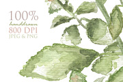 Green Basil Botanical Illustration, a Food Illustration by RabbitAndPencil (Thumbnail 2 of 3)