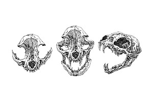 40 Bone Skull Design Sketch