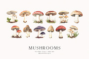 Watercolor Mushrooms, a Food Illustration by PeDe Designs (Thumbnail 4 of 6)