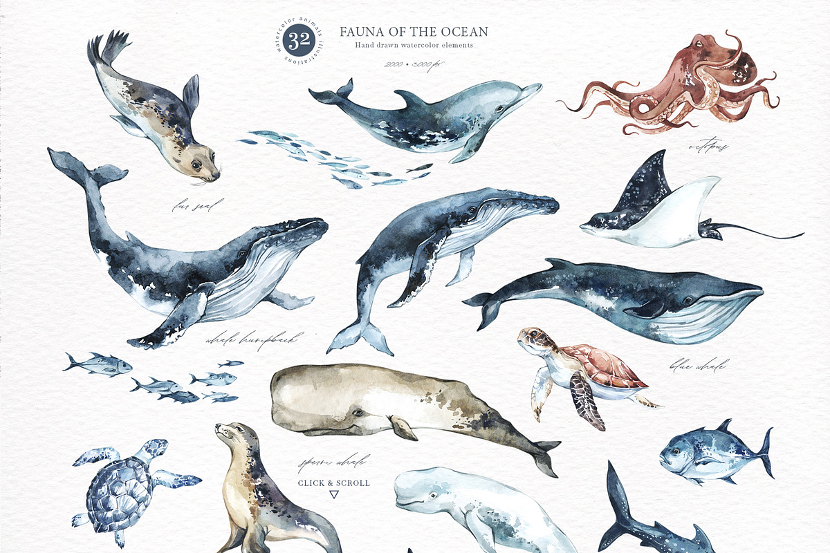 OCEANIA Watercolor set, an Animal Illustration by Anastezia Luneva (Photo 2 of 12)