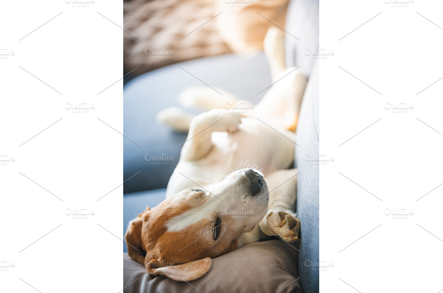 A Beagle dog is comfortably laying, an Animal Photo by MadPhotos