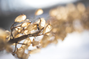 Winter flowers - Abstract grass #06