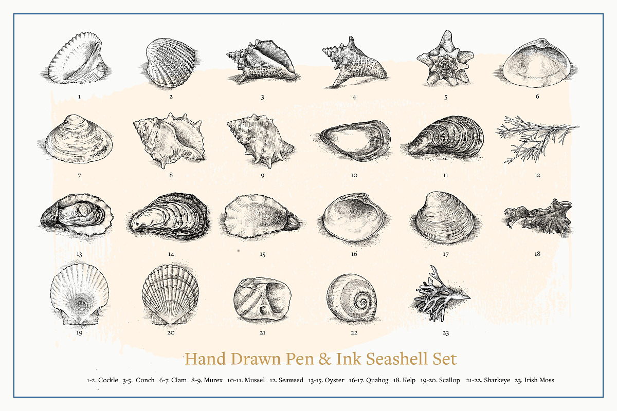 Vector Seashells Set + Bonus, a Food Illustration by Well Rock Designs (Photo 2 of 8)