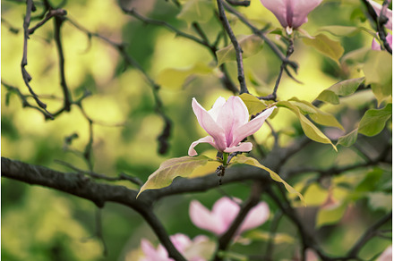 Magnolia spring flowers, a Nature Photo by Nature and travel