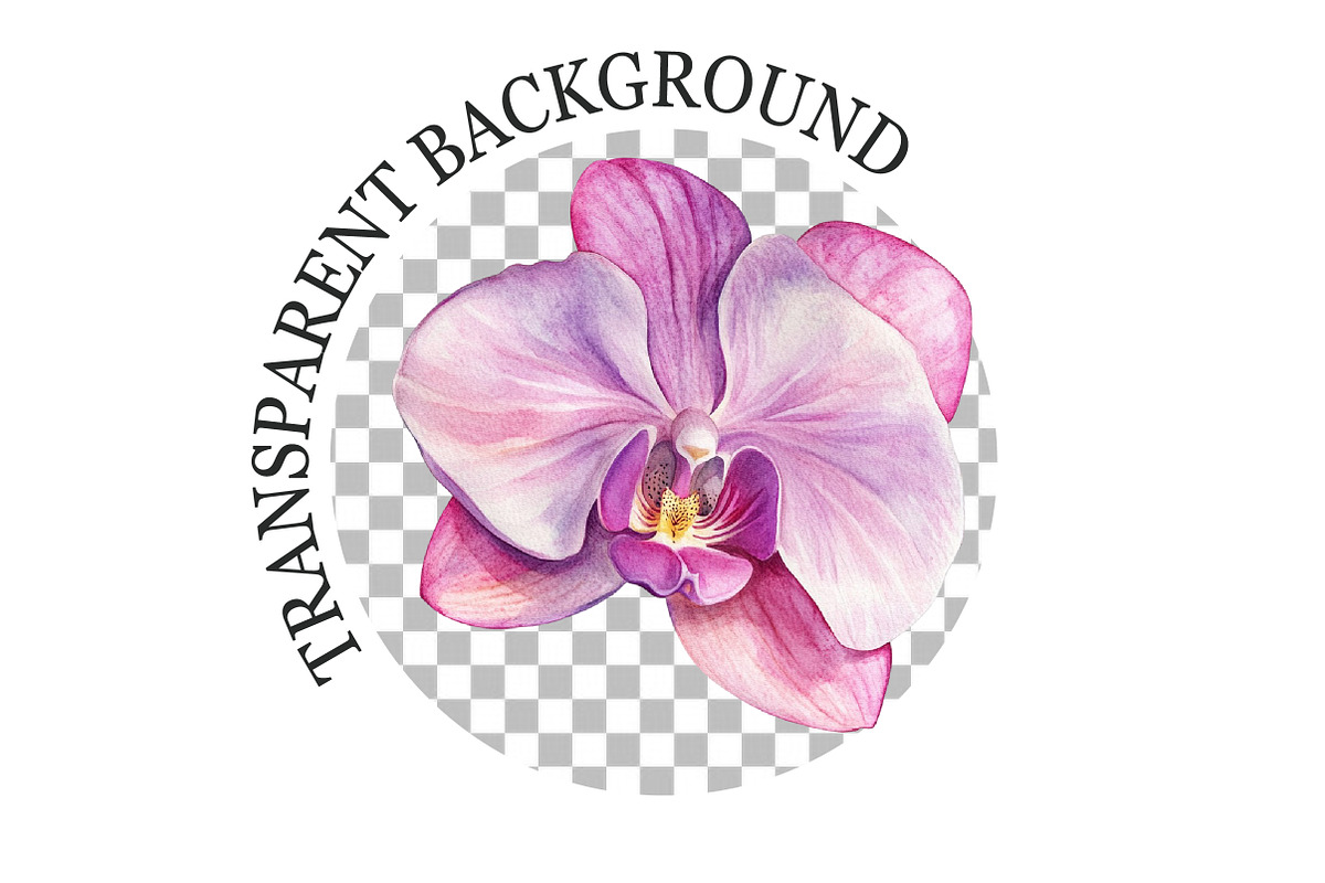 Watercolor Pink Orchid Clipart, a Seasonal Illustration by Rose Art (Photo 6 of 6)
