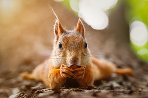 Squirrel in the autumn park, an Animal Photo by AlexBush