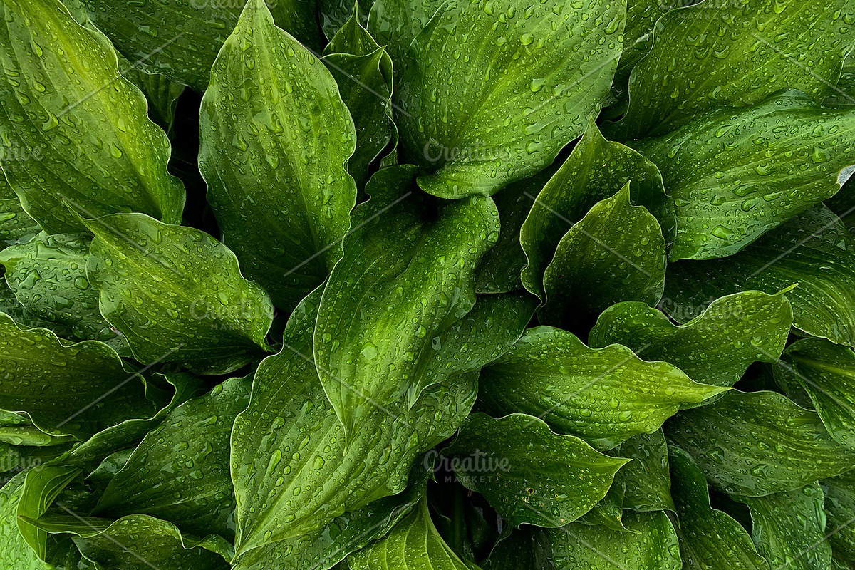Green Natural Leaves Texture, a Photo by VetalStock (Photo 1 of 8)