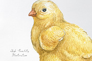 Watercolor easter chicken clipart, an Animal Illustration by yana.fefelova (Thumbnail 3 of 4)