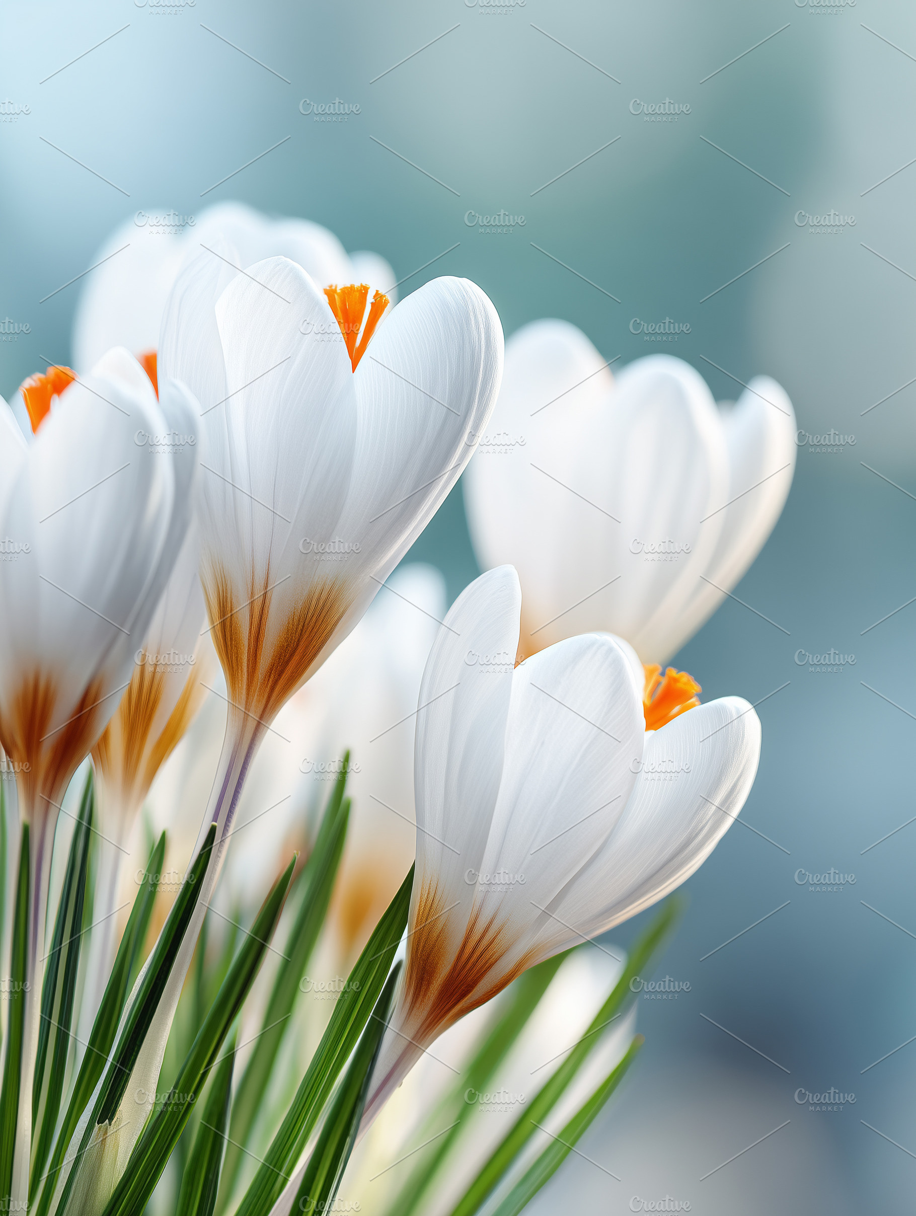 Close up of delicate white crocus, a Nature Photo by MistyDay