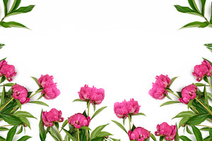 Flower arrangement of pink peonies and green leaves on a white b, a Background Photo by ndanko