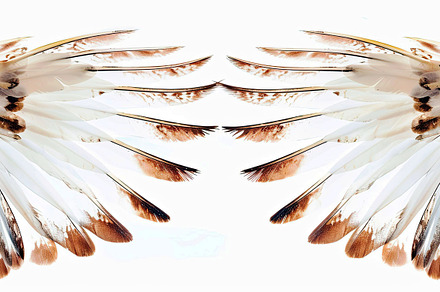 Wings on white background  , Generat, a Photo by LOGOCREATIVE
