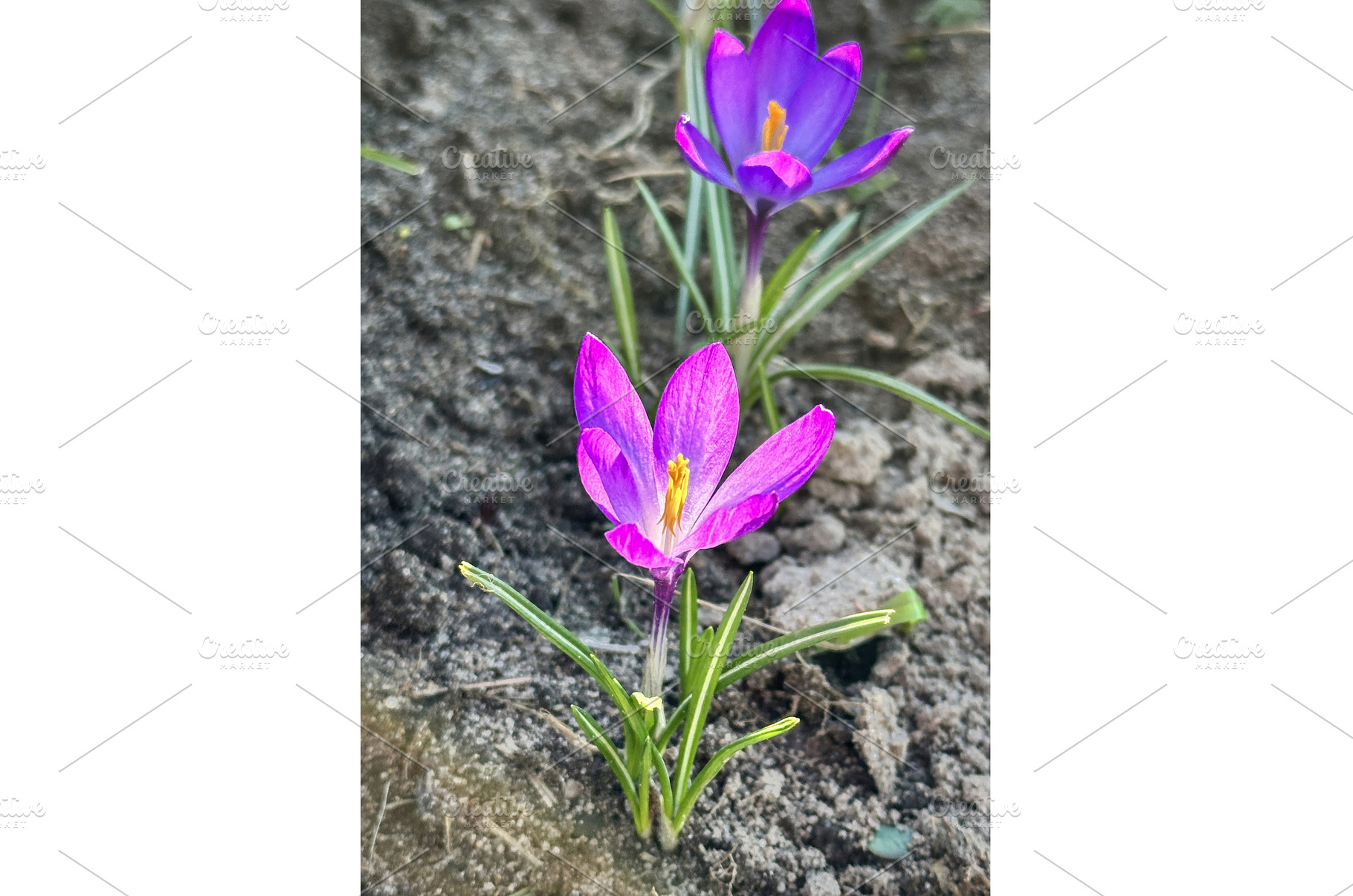 Colorful yellow and purple crocus, a Beauty & Fashion Photo by TatsianaSalauyova