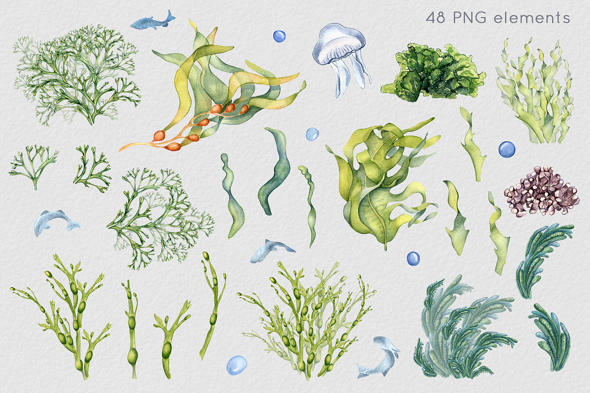 Sea plants watercolor collection, an Illustration by Kate Lanbina (Photo 2 of 18)