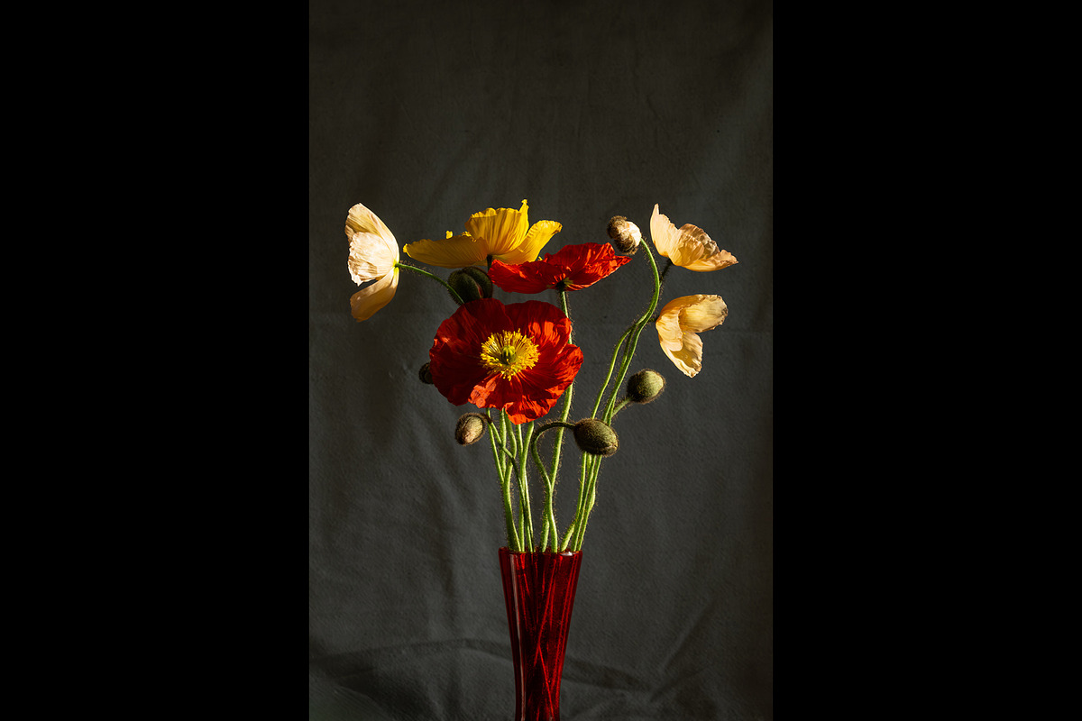 Poppies in Red Glass Vase, a Photo by This For There (Photo 6 of 11)