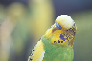 A green wavy parrot close-up.
