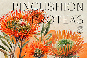 Pincushion Protea Flowers