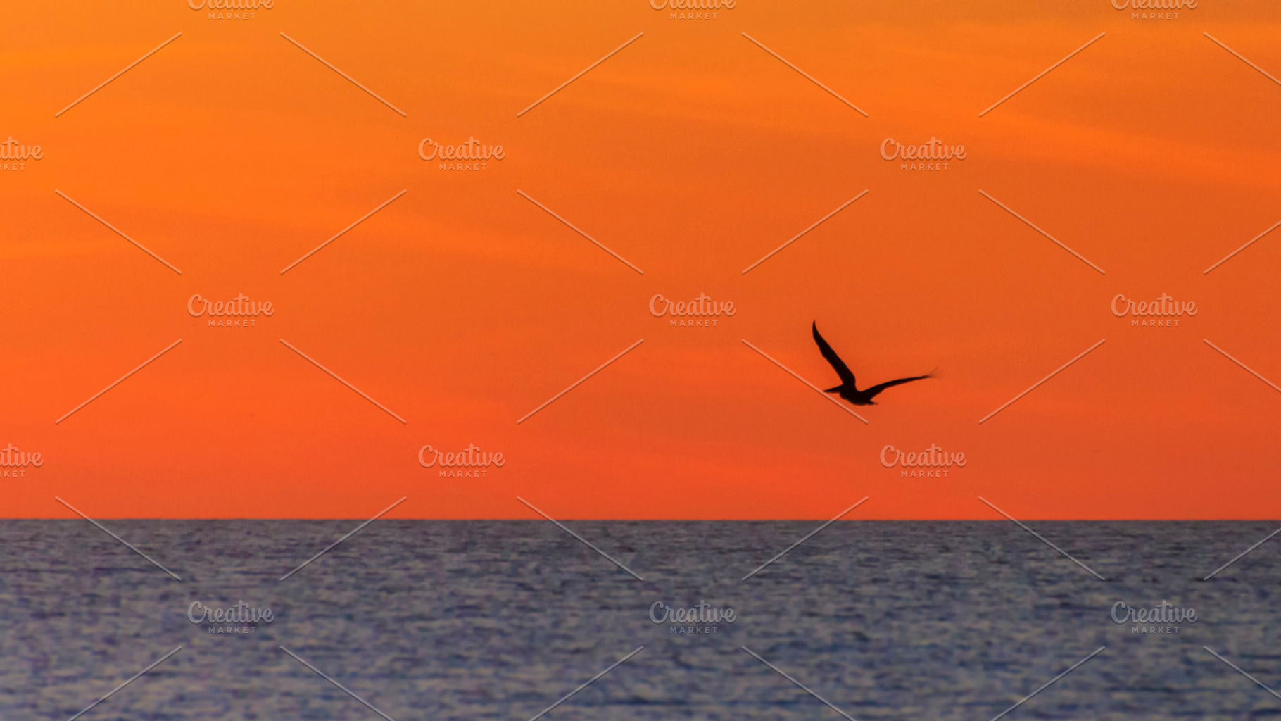 Single Pelican Flying At Sunset