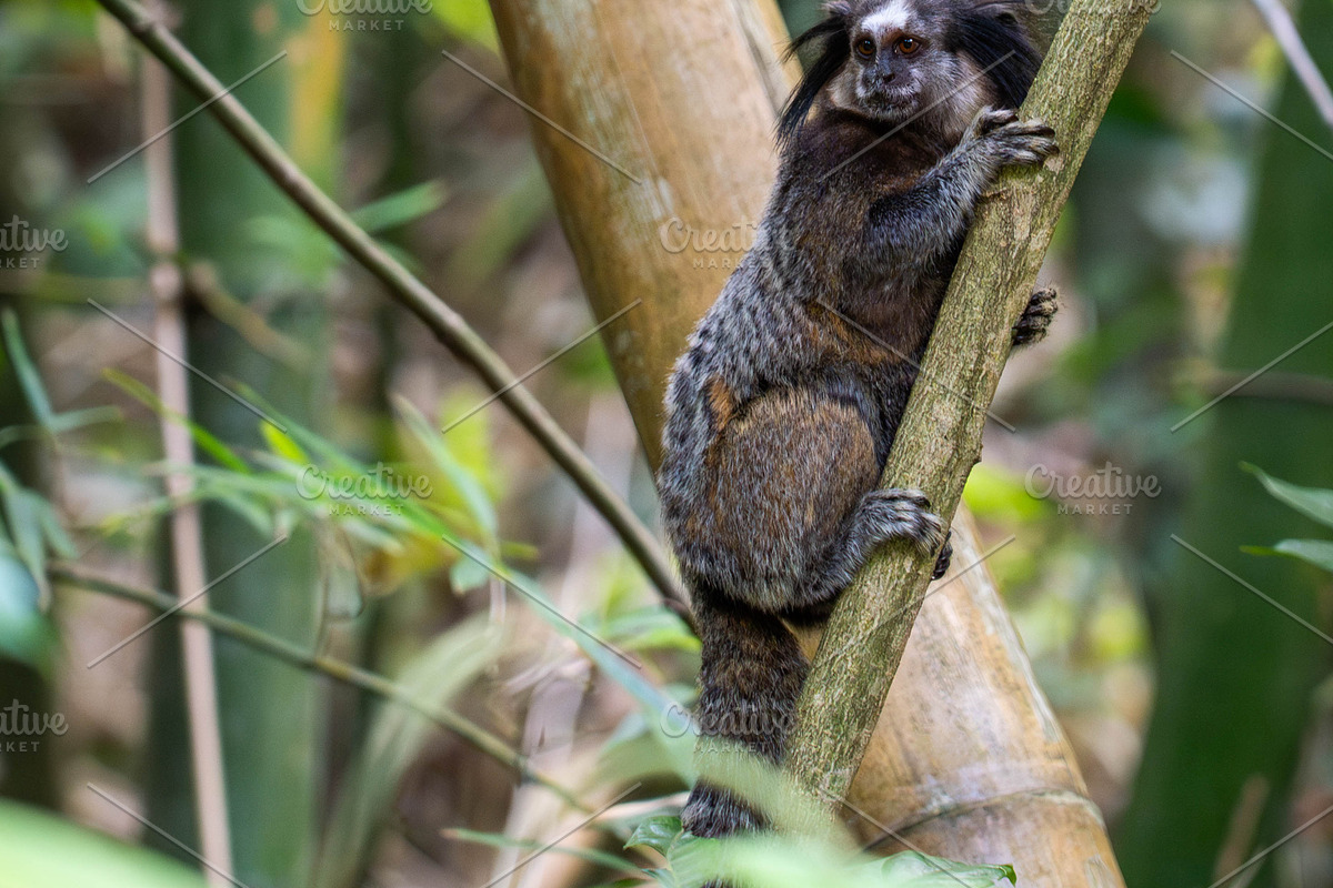 Brazilian Marmoset in the Forest, an Animal Photo by HiLine (Photo 7 of 11)