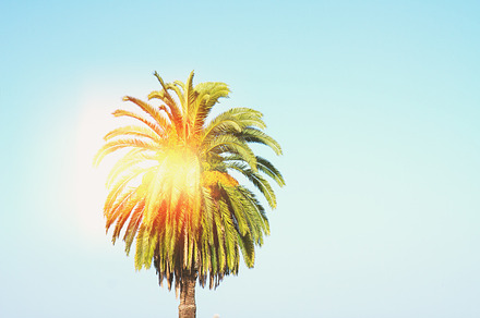 Palm tree stock photo containing palm and tree, a Nature Photo by Neirfy