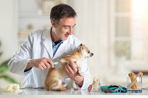 Veterinarian Grooming Small Chihuahua in Clinic, an Animal Photo by Davizro's Market