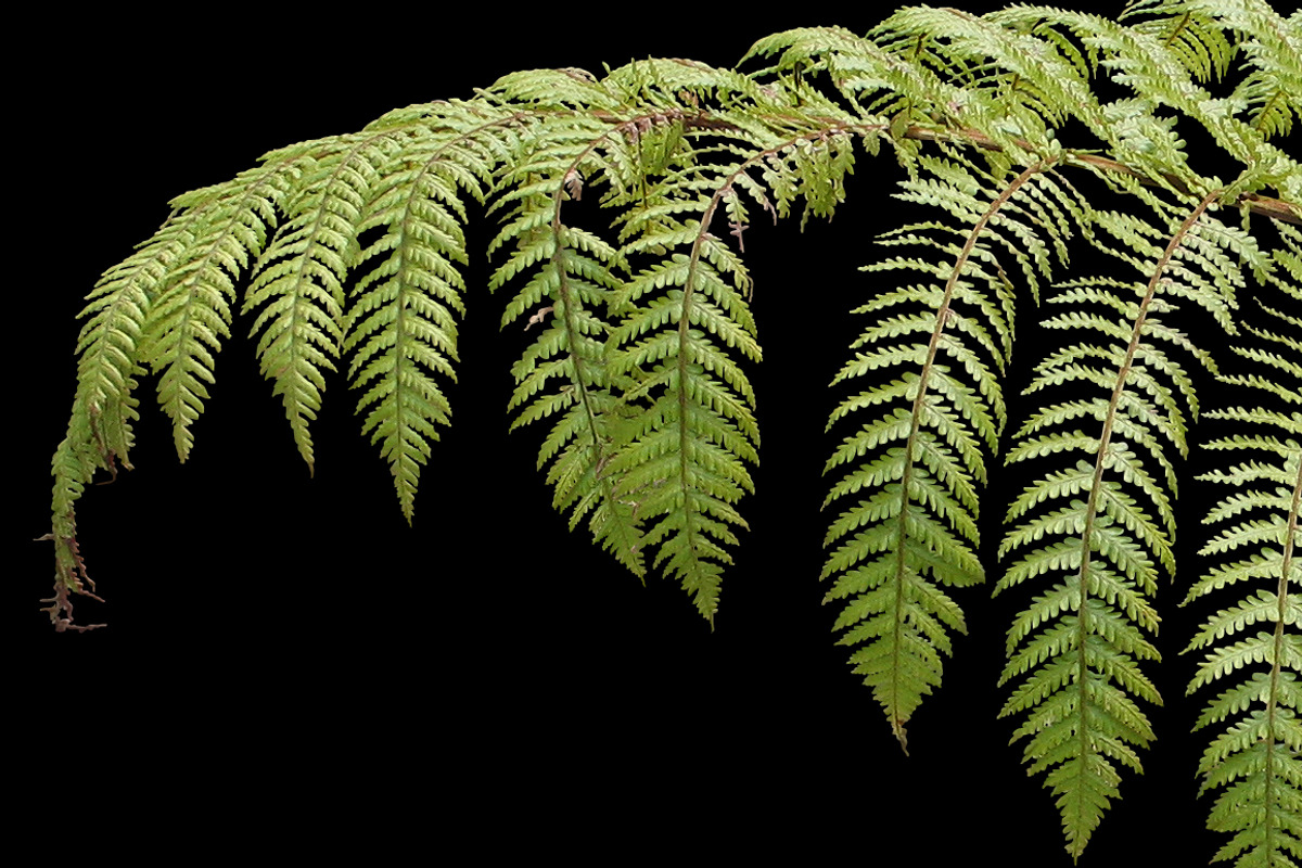 10 PSD Plants Collection 3 preview 2